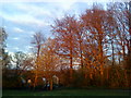 Trees at sunset in the park at Bramcote