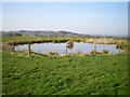 A small pool in the field at Upper Tittesworth Farm