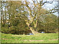 Small pond south of Codsall