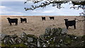 NX5253 : Curious bullocks on farmland north of Barholm, Galloway by Anthony O'Neil
