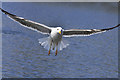 Lesser Black-backed Gull - Cosmeston Lakes