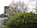 Cherry Blossom on Union Street