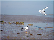 TQ8913 : Gulls at Pett Level by Oast House Archive