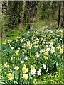 Daffodils by Brewhurst Mill