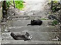 Cats on the Steps