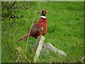 Cock pheasant, Porg Hill (1)