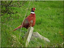 J4391 : Cock pheasant, Porg Hill (1) by Kenneth  Allen