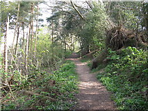TQ0318 : The Wey-South Path climbing through Pulborough Plantation by Dave Spicer