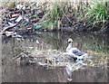 Goose at Halfpenny bridge, Tinsley