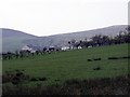 Cairnbog Farm