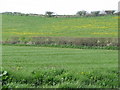 Fields by the A356