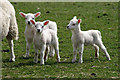 NY3587 : Spring triplets at Potholm Farm by Walter Baxter