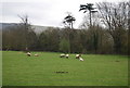 Southdown Sheep, Firle