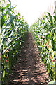 Footpath through maize field