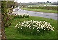 Narcissi by the Brixham Road