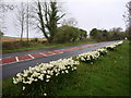 Do we hate daffodils? Brixham Road