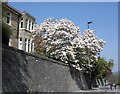 Magnolia, in full bloom, Wells Way, Bath