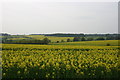 Fields of oilseed rape