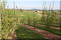 View to May Hill across a damson orchard