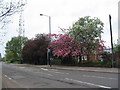 Cherry blossom, Canley Road