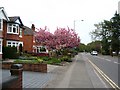 Cherry blossom, Broad Lane