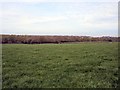 Field near St Helena Farm