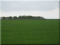 Fields on Londesborough Wold