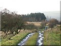 Track and pastures east of Crossgreens (2)