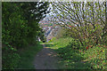 Footpath down from Whitehawk Hill