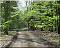 New leaves, Willingham Woods