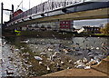 Swans and Seagulls on the River Exe