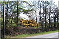 Gorse covered knoll east of Pont Rhyd-y-gwystl