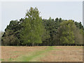 Copse on Northchurch Common