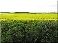 Oilseed rape in full flower at Finedon