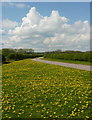 Dandelions by the track to Bilby