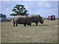 SP9634 : Rhino at Woburn by Andrew Abbott