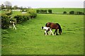 Horses near Dalton Back Lane