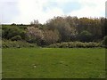 Blossom in East Brighton Park