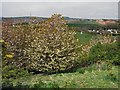 Blossoms on hill overlooking East Brighton Park