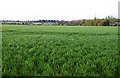 Arable field from Cuddesdon Road