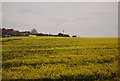 Oilseed rape by the A259