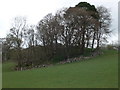 Walled copse near Garthmyn farm