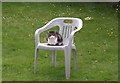 SX9065 : Cat on chair, Torquay by Derek Harper