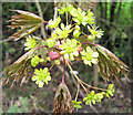 Flowers of the Norway Maple (Acer platanoides)