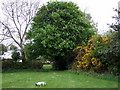 Horse chestnut near Dinas