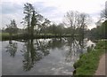 Trees by the Stour