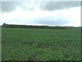 Farmland looking towards Fordham Plantation