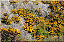 J4893 : Whins and cliff near Whitehead by Albert Bridge