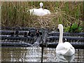 NZ2770 : Mute Swans and Coot family, Killingworth Lake by Andrew Curtis