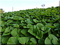 Coltsfoot bank, Lymington Road car park, Torquay